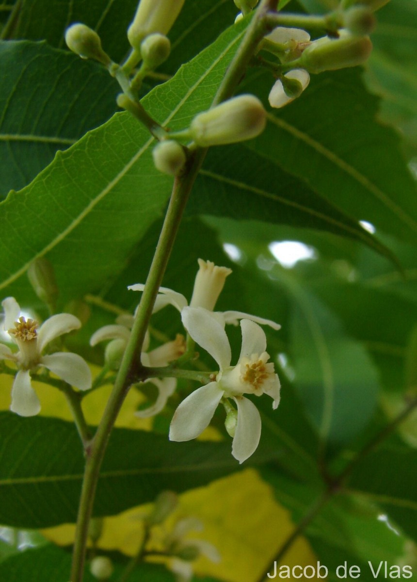 Azadirachta indica A.Juss.